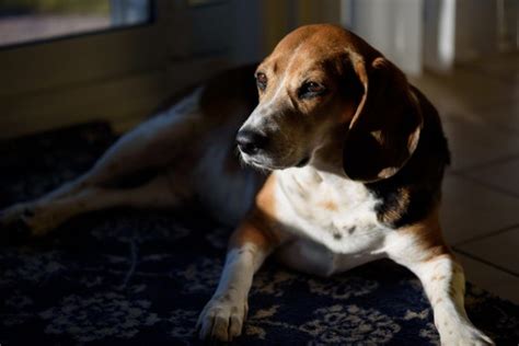 Symptoms of lung cancer in dogs. Beagles trained to sniff out lung cancer; may be future of ...