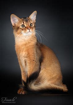 Join facebook to connect with somali kat and others you may know. De 50+ beste afbeeldingen van I love Somali Cat's | katten ...
