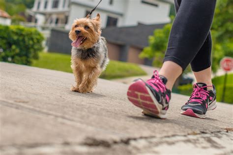 Healthy paws - The Dogfluencers