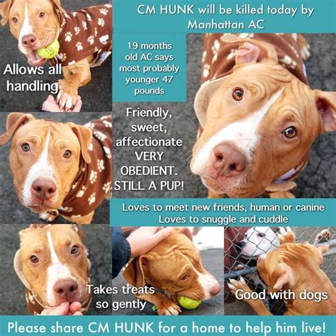 We did not find results for: TO BE KILLED 03/02/15 PLEASE TAKE A GOOD LOOK AT POOR PUP CM HUNK A1028069. THIS IS A PUP THAT ...