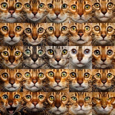 Black stripes ranging from coal black to brownish on a background of brown to gray. A Visual Guide to Bengal Cat Colors & Patterns | Cat ...