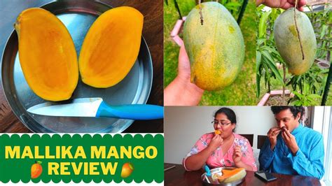 Maybe you would like to learn more about one of these? Mallika Mango Taste Test\Home grown mango in Zone 9a ...