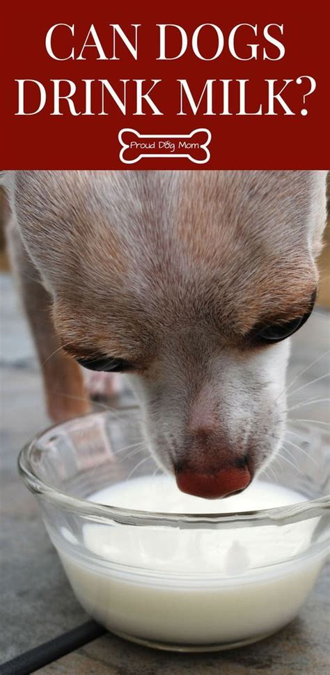 Milk is in fact slightly acidic, but far less so than the gastric acid naturally produced by the stomach. Can Dogs Drink Milk? | Drink milk, Dog milk, Dog nutrition