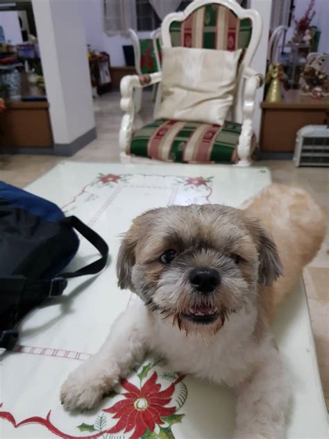 This gap teeth fix is not suitable for larger gaps, because bonding can make the teeth look too big. Gap teeth : Shihtzu