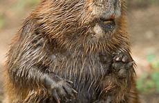 beaver beavers castor canadensis smithsonian north