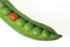 Green peas are one of the healthiest vegetables for both people and cats. can cats eat sugar snap peas - Can Cat Eat