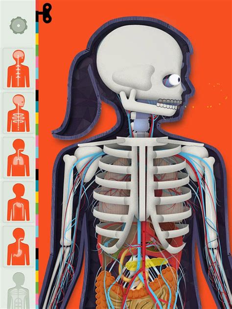 Facts, anatomy & mapping project. The Human Body App by Tinybop | School: Anatomy ...