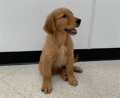 No puppies where found matching your criteria. Golden Retriever - Chews A Puppy