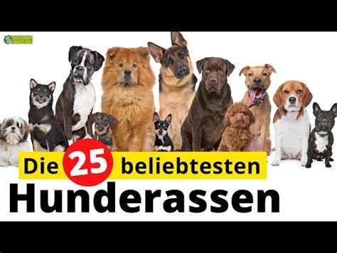 Änderungskündigung änderungskündigung kostenloses musterschreiben änderungskündigung. Hunde mit kurzen haaren | versandkostenfrei ab 19€ oder ...