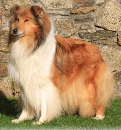 Breeders of the nephelym is now also available on steam. Aaronwell Rough Collies past and retired