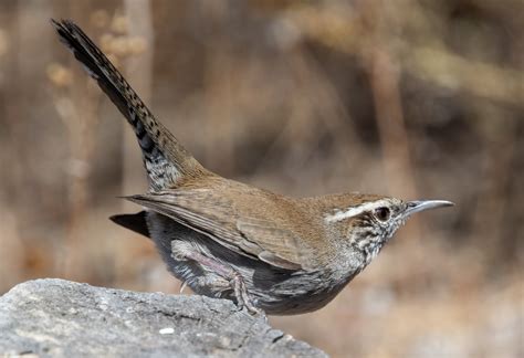 1866, in the meaning defined above. Bewick's Wren | San Diego Bird Spot