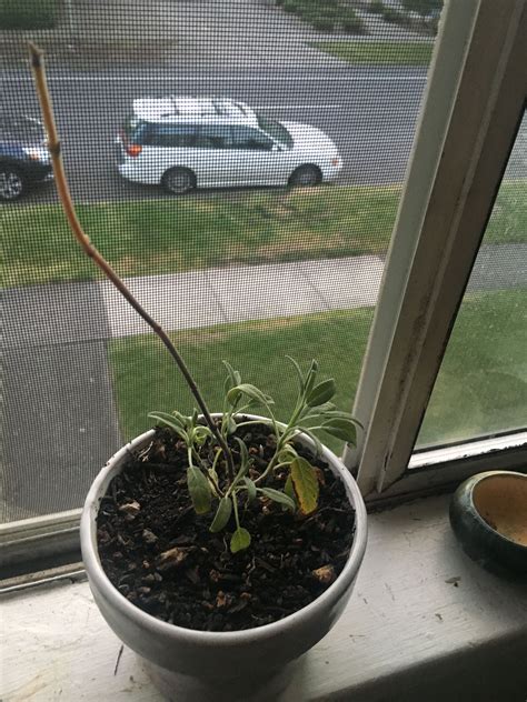 Scarlet sage is not sown immediately in open ground. Can anyone give me some Sage advice? Should I trim it? | Indoor garden, Garden, Plants