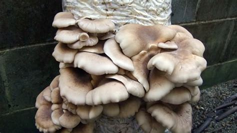 Whether it's microdosing with psychedelic mushrooms, seeking biodegradable alternatives to polystyrene, or mycologist paul stamets' ted talk (over 5m views on ted.com), fungi is a hot topic. How To Grow Oyster Mushrooms From Used Coffee Grounds ...