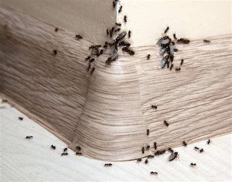 Put a stop to the buzzing and crawling creatures on your. Commercial Ant Exterminator in Indiana, Michigan, Illinois ...