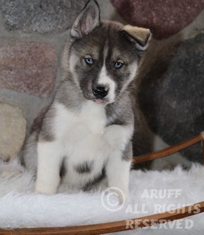 Specializing in mn, nd, ia, wi, sd, and the midwest. Siberian Husky Puppy for Sale - Adoption, Rescue | Male ...