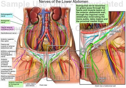 The internal organs are brain, lungs, heart, liver, stomach, small intestine, large intestine, bladder and kidneys. The nervous system of the abdomen, lower back, and pelvis ...