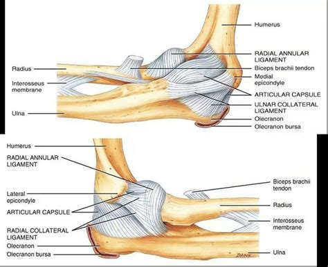 There are no muscles that act directly on the sc joint. Elbow anatomy ligaments | Elbow anatomy