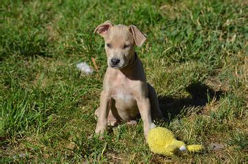 Precious christmas babies are ready to go home for valentine's 2/14/21! Blue Lacy Puppies For Sale / Blue Lacy Dog Breeders