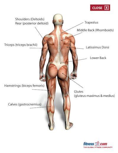 Go back to the major muscle groups table of contents. muscle group back | Exercise, Fitness articles, Exercise ...