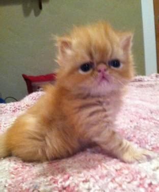***scottish fold munchkin kittens*** (pdx > oregon city) pic hide this posting restore restore this posting. Darling little persian kitten available for Sale in ...