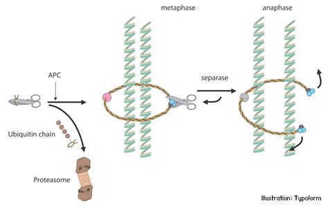 Proteasomen sind zelluläre proteinkomplexe, die als multikatalytische protease fungieren. Nobelpriset i kemi 2004 - Populärvetenskaplig information ...