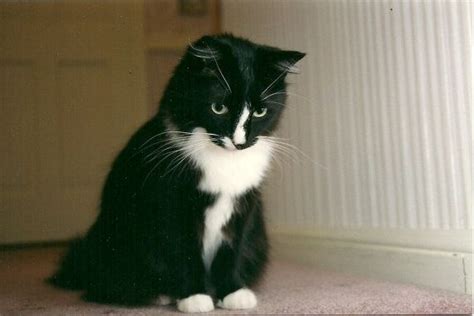 Welcome to scootie lachatte's tuxedo cats page. Please Play With Me, Happy, the Cutest Tuxedo Cat Ever, 5 ...