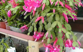 True christmas cactus blooms have purplish anthers that are the pollen bearing parts of the flowers whereas the thanksgiving cactus has yellow anthers. Repotting | World of Succulents