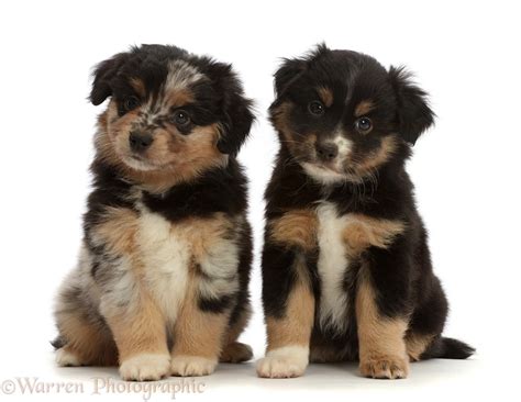 Visit us now to find the right miniature american shepherd for you. Dogs: Mini American Shepherd puppies photo WP46850