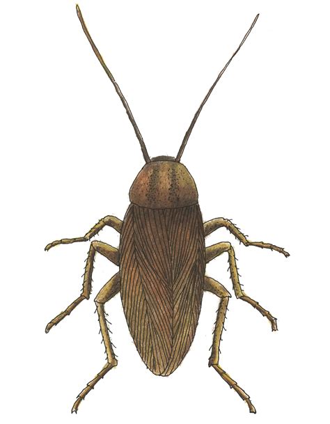 If roaches have penetrated a home or business, you need to get rid of cockroaches quickly and effectively to prevent future problems. German Cockroach | DC Scientific Pest Control