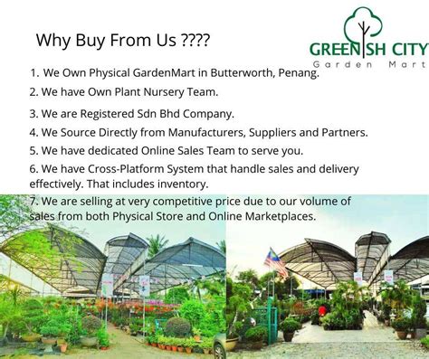 Jus limau kasturi harga : GNC - Home Garden Anak Pokok Buah Fruit Tree Plant Limau ...