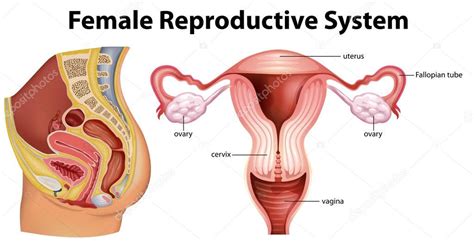 In addition, the female reproductive system provides a suitable environment for the development of the embryo and fetus and is actively involved. Diagram showing female reproductive system — Stock Vector ...