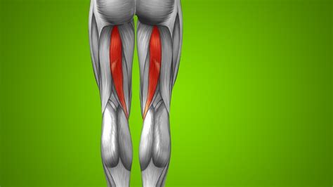 A hamstring injury is a strain (muscle tear). Hamstring Tendonitis Symptoms and Proven Treatment - YouTube