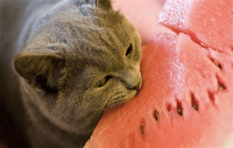 In addition to onions, garlic, which is 5 times as potent. Can Cats Eat Watermelon? (What About The Seeds!) | Pawsome ...