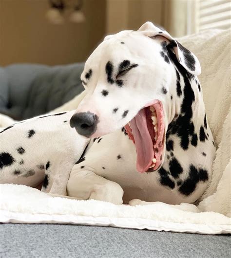 Requires a comprehensive adoption process to make sure the puppies go to the right home. @jackson_the_dalmatian Dalmatian Dog Dog Education Puppy