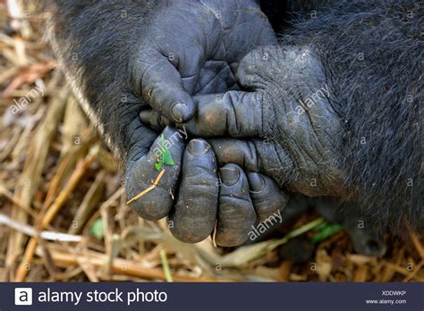 Western Lowland Gorilla (Gorilla gorilla gorilla), hands, male, Silverback, captive, South-West 