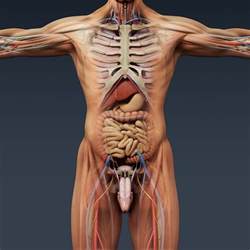 Sagital cross section, incredibly realistic skin, eyes, hair. Human Male Anatomy - Body, Muscles, Skeleton and Internal ...
