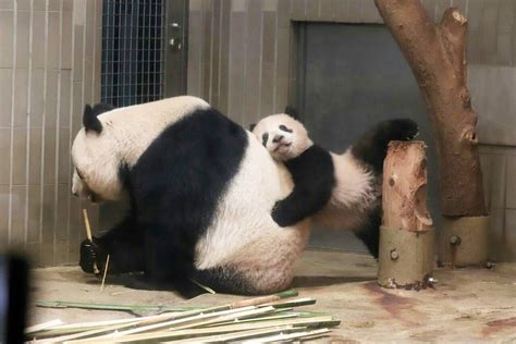 Read the rest of this entry ». * 201802 ⑤ #上野動物園 #シンシン #シャンシャン | Cute animals, Panda ...