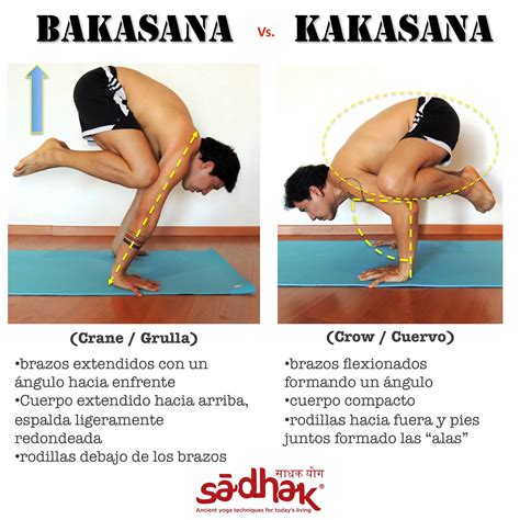 The best selection of royalty free bakasana vector art, graphics and stock illustrations. BAKASANA VS KAKASANA | Yoga institute, Yoga, Ashtanga