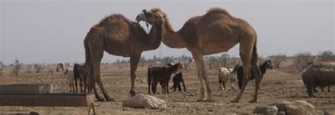 Keeping the cells in cancer survivors remain healthy in addition to having the function of inhibiting the growth of cancer cells. Camel fun facts - Website for New Ideas