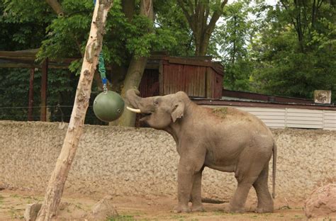 Zoo płock po raz pierwszy szczęśliwymi rodzicami została para naszych tygrysów: ZOO W PŁOCKU - Kogis