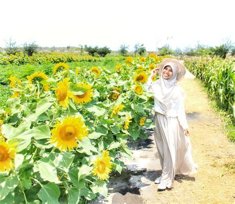 Kebun bunga matahari yang ada di jalur lintas selatan (jls) di sisi utara pantai samas, dusun tegalsari, srigading, kecamatan sanden, sedang naik daun. Paket Wisata Jogja, Paket Tour Jogja Custom, Travel ...