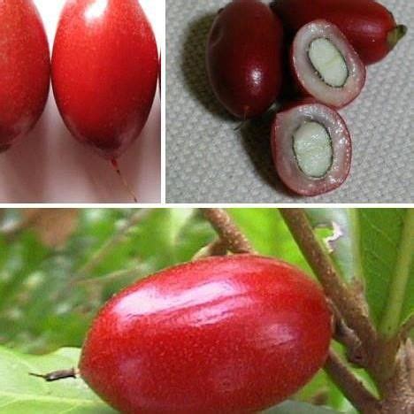 Maybe you would like to learn more about one of these? Jual Pohon Buah Miracle Fruit (Buah Ajaib) - Tin dan ...