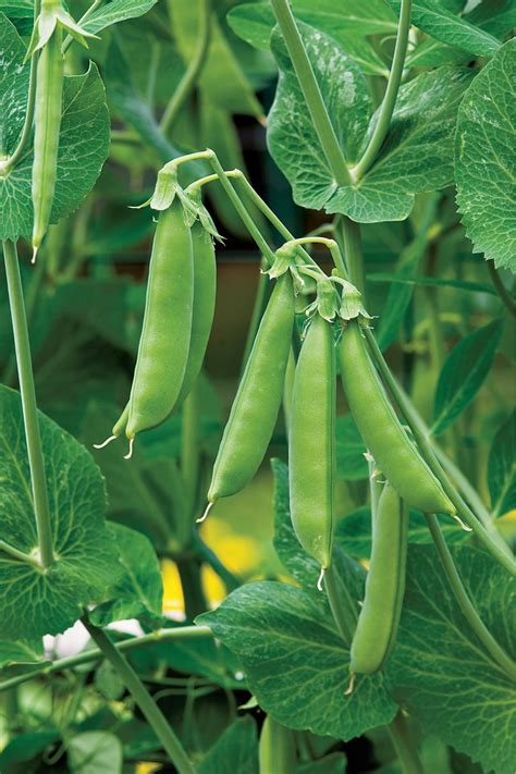 I put two seeds in each hole. Growing Peas | HGTV