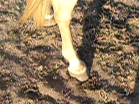 170 voters have answered this question. Field Mouse video of feet Trakehner/APHA Palomino sport ...