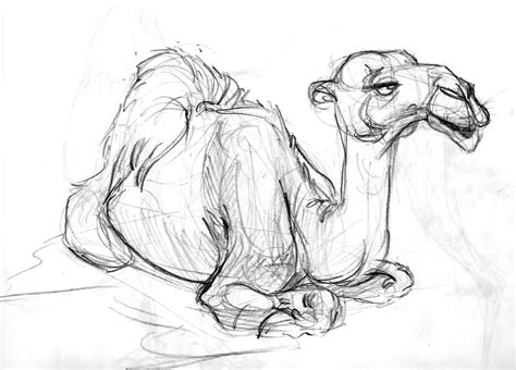 How to draw a camel, step by step, drawing guide, by dawn. Gillianimation: Joe Weatherly Animal Workshop Paris