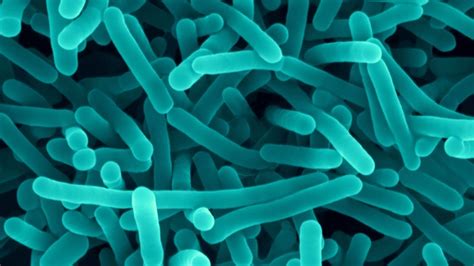 Electron microscopes, which capture these images, allow for greater magnification and resolution than standard microscopes because they use electron beams instead of light to capture the images we see. Gut bacteria fend off Listeria : Research Highlights