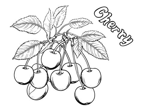 Cherry Coloring Page For Kids C Vector, Cherry Coloring Page, Cherry Coloring Page Printable