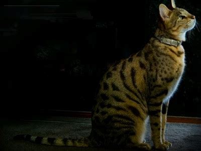 The ashera cat is supposedly the rarest. steconews: Lifestye Pets - Ashera Kittens $22,000