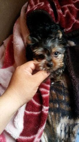 Learn more about sourceforge, inc. Male tcup yorkie for Sale in Clearwater, Florida ...