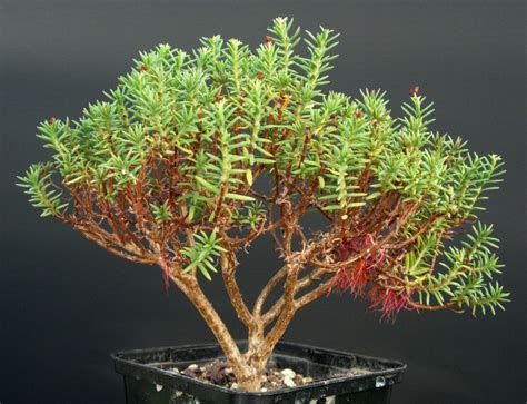 Crassula lignosa, crassula parvisepala, crassula sarcocaulis subsp. Crassula sarcocaulis | Succulent bonsai, Bonsai tree, Cool ...